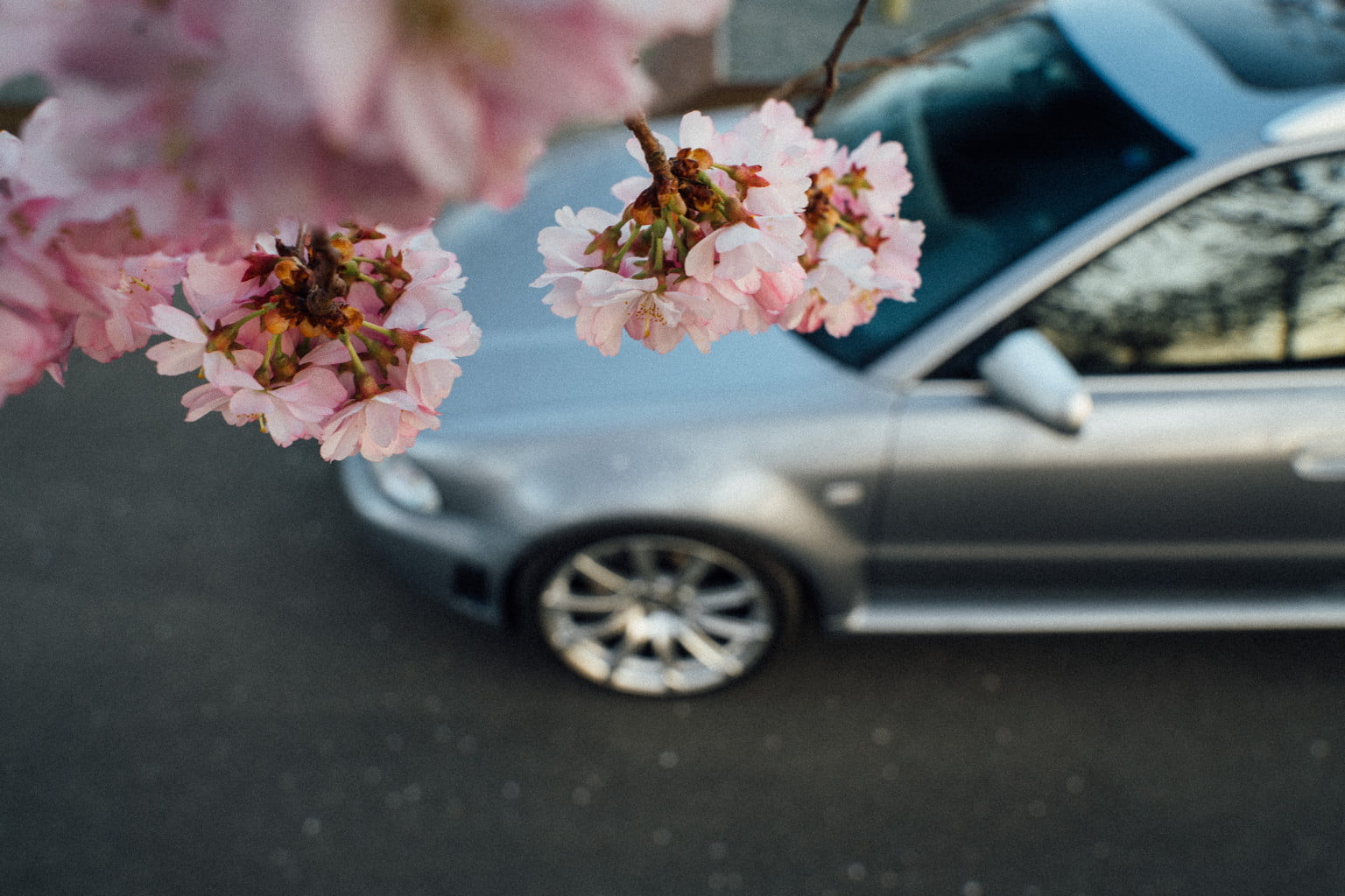 SVÆN.IO Autofotografie in Wolfsburg Kirschblüten mit Audi RS4 B5 Youngtimer 12