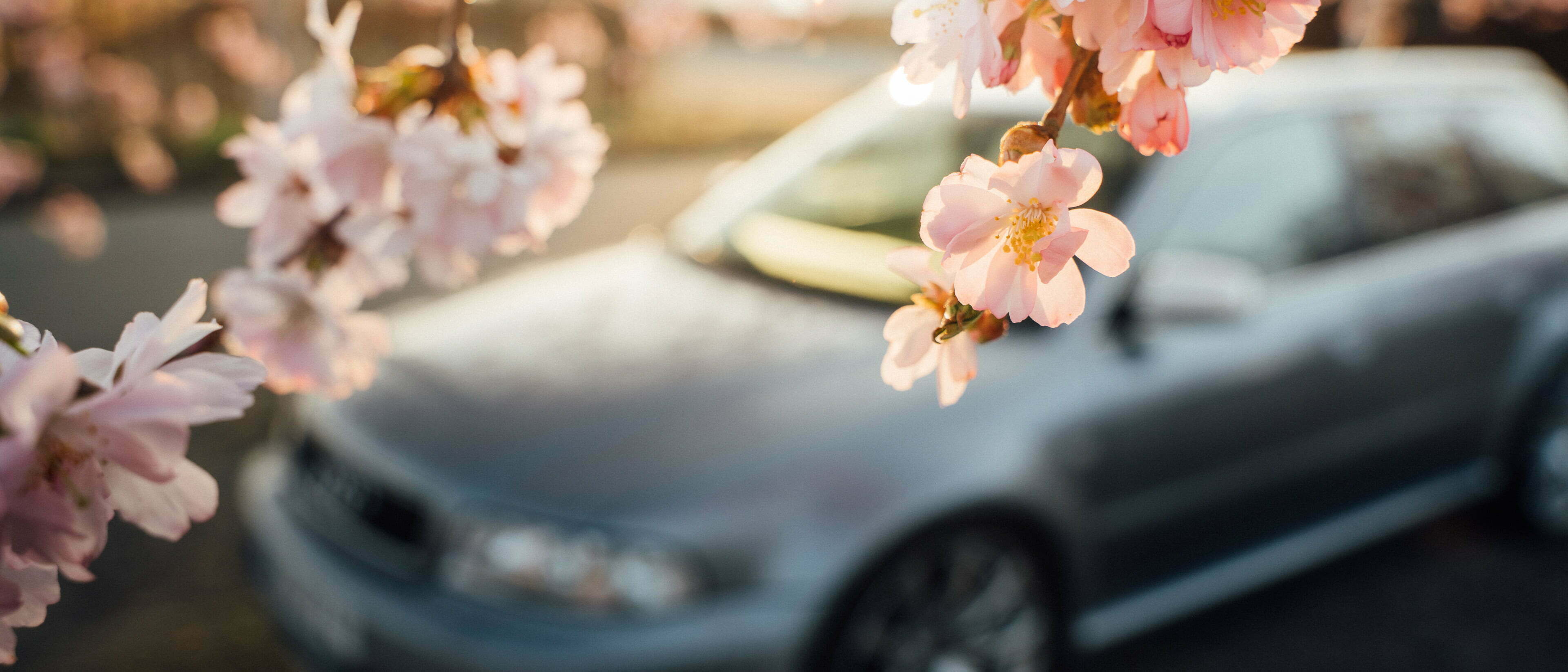 header-kirschblüten